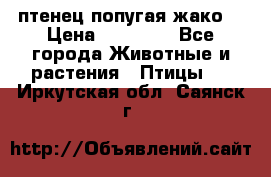 птенец попугая жако  › Цена ­ 60 000 - Все города Животные и растения » Птицы   . Иркутская обл.,Саянск г.